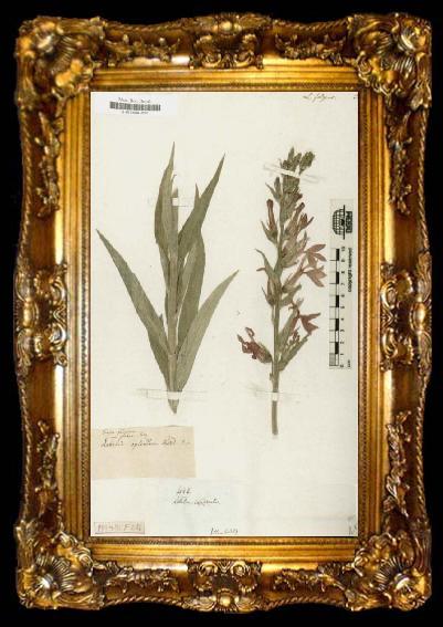 framed  Alexander von Humboldt Lobelia fulgens, ta009-2